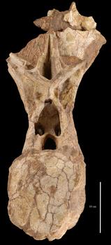 Vértebra dorsal del 'Demandasaurus'. Foto: Fidel Torcida.