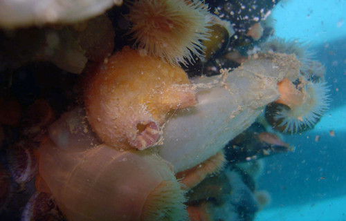 Organismos marinos que suelen encontrarse incrustados en los pilotes de los muelles de Puerto Madryn. Foto: gentileza investigador.