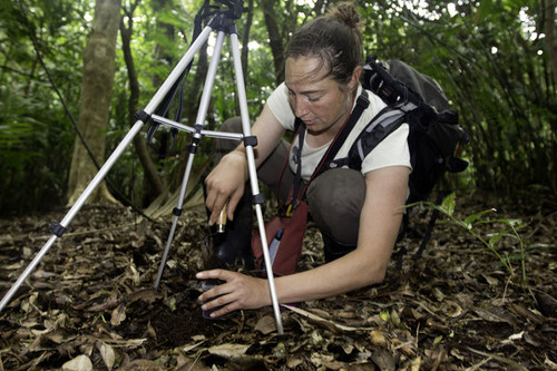 Regan Dunn muestrea suelos para encontrar fitolitos bajo el denso bosque del Parque Nacional Rincón de la Vieja, en Costa Rica. Foto: Melanie Conner