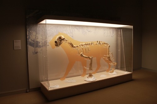 Esqueleto del león de las cavernas encontrado en la cueva de Arrikrutz/MEH