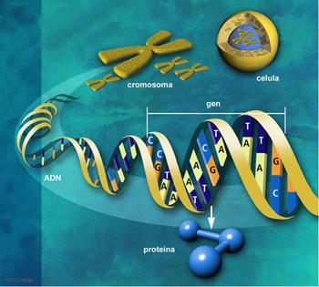 Dentro del núcleo celular, el ADN tiene contactos moleculares con una serie de proteínas, conocidas como histonas.