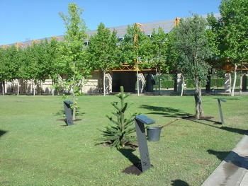 Algunos de los árboles plantados en la Plaza de Bolonia, inicio del Bosque Conmemorativo de Árboles Singulares.