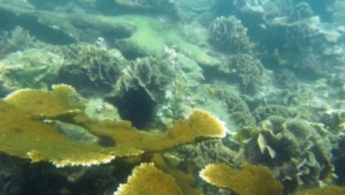 La acidez amenaza los ecosistemas marinos (FOTO: UNA).