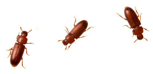 El grupo de escarabajos de la harina con mayor competencia entre machos superó mejor la endogamia. FOTO: CSIC