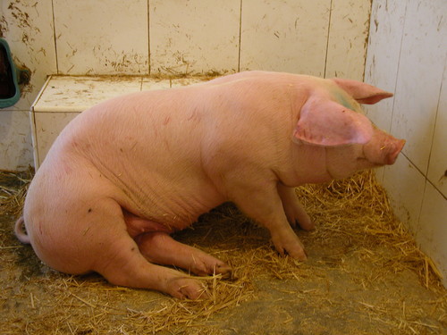 Cerdo aquejado de enfermedad de Glässer/ULE