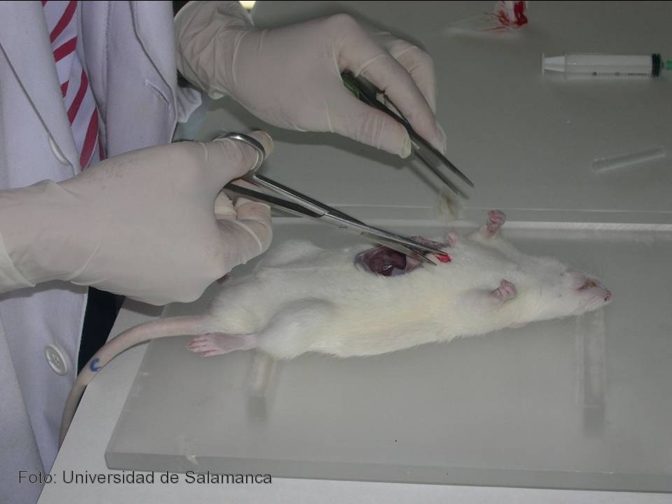 Disección de una rata para la extracción del páncreas