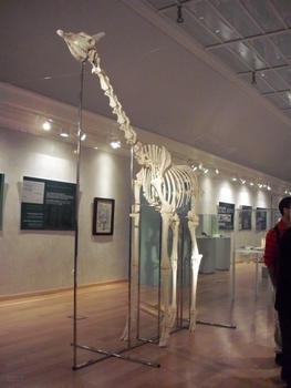 Esqueleto de jirafa de dos años y medio.