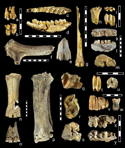 Restos de ungulados procedentes del yacimiento de la Cova de les Teixoneres/Álvarez-Lao et al.