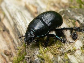 Escarabajo estercolero (FOTO: Infouniversidades).