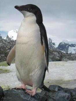 Fotografía del pingüino 'Adelie' en su hábitat natural.