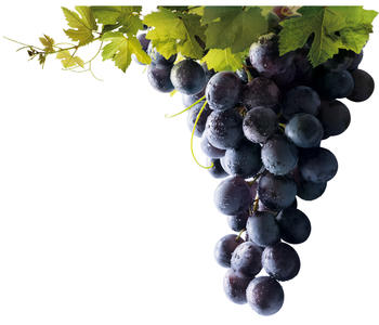 Racimo de uvas (FOTO: Matarromera).