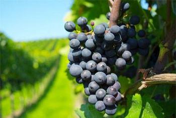 Racimo de uvas (FOTO: USCAH)