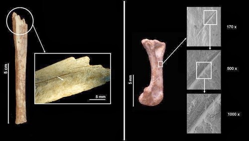 Marcas en los restos del felino de cortes hechos por neandertales. / IPHES.