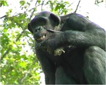 El estudio ha comparado el canibalismo del 'Homo antecessor' con la agresión intergrupal en los chimpancés (FOTO: IPHES).