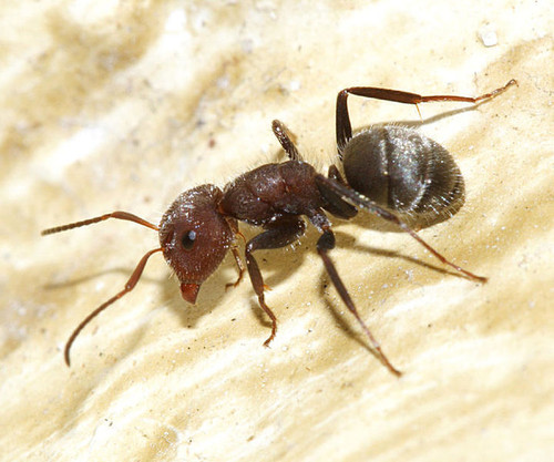 Camponotus planatus/© Tom Murray