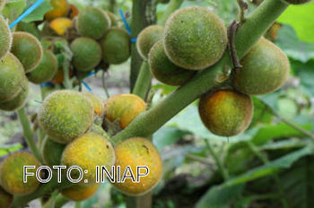 Variedad de naranjilla desarrollada por el INIAP.