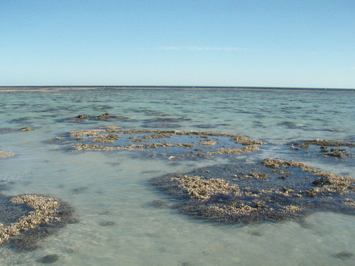 Los fósiles de corales y algas calcáreas de los arrecifes de coral son indicadores del nivel del mar en el momento en que vivieron. Foto: UGR.