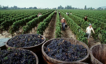 Producción vitivinícola en Argentina (FOTO: Inforuniversidades).