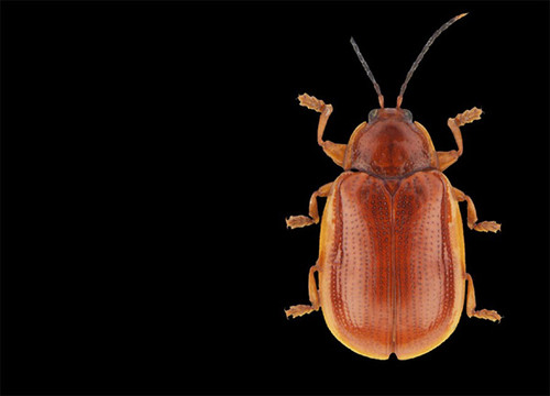 Escarabajo del género Windsorispa. FOTO: STRI.