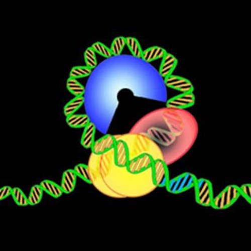 Topología del ADN en el centrómero de cromosomas de levadura. Imagen: CSIC.