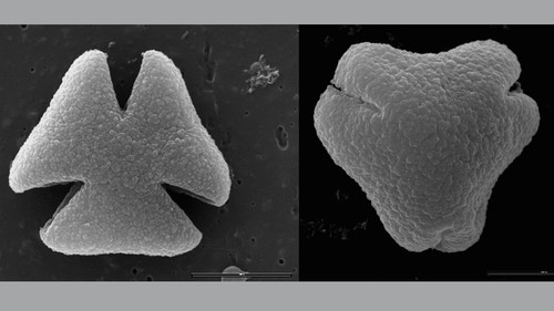 Granos de polen preservados en rocas del Cretácico/Conicet