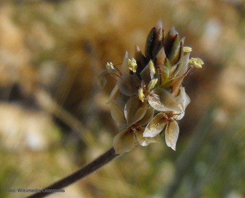 Llantén indio (Plantago ovata) en Anza-Borrego Desert State Park (Estados Unidos).