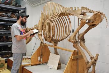 Antonio Rodríguez observa el esqueleto de un bisonte en el Museo Americano de Historia Natural  (FOTO: IPHES).