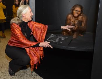 Jane Goodall con la reproducción de 'Homo habilis' (FOTO: MEH).