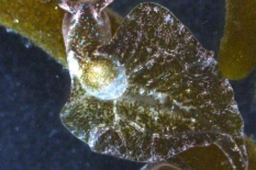 Lesma marinha sobrevive sem alimento retendo cloroplastos das algas que come/UA