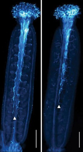 At left, normal Arabidopsis thaliana plants reproduce when pollen tubes (thin blue filaments) grow downward toward the ovules to produce seeds. At right, in a plant with a mutated glutamate receptor-like protein gene/José Feijó/University of Maryland