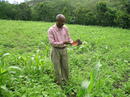 Un agricultor en un cultivo de habichuelas en República Dominicana. Fuente: F.G.A.