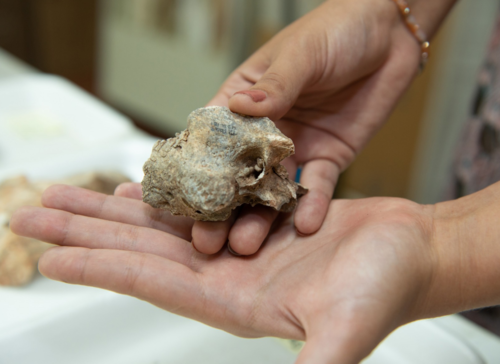 A través de la examinación de restos oseos de los paleoindios panameños, se comprobó la ausencia de una lesión asociada a la explotación de recursos marinos/Jorge Alemán