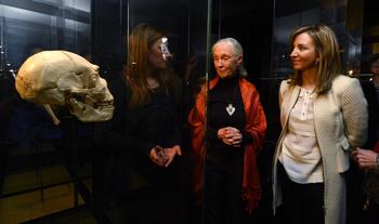 Jane Goodall observa el cráneo número 5, el mejor conservado del mundo, del homo heidelbergensis, Miguelón, en el Museo de la Evolución (FOTO: MEH).