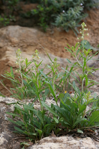 Reseda minoica, nueva especie de planta del Mediterráneo. Foto: UPO.