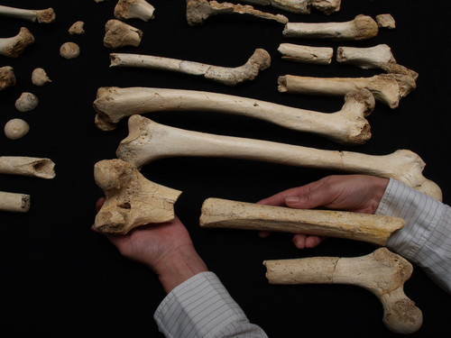 Restos fósiles recuperados de la Sima de los Huesos.  Javier Trueba / Madrid Scientific Films