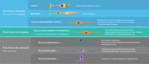 Estructuras y funciones de las células de los ojos/Conicet