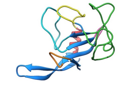 Estructura tridimensional de la ribotoxina más común. / Alcedo atthis.
