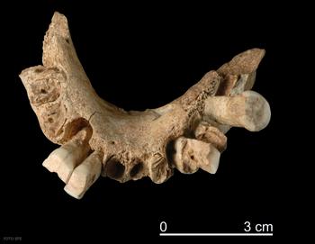 La pieza hallada consiste en la sínfisis de una mandíbula que conserva algunos dientes.
