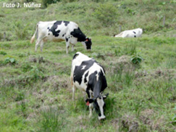 Vacas lecheras (FOTO: UNA).