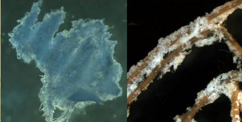 Izquierda: Apariencia algodonosa del β-glucano. Derecha: Raíz colonizada por una bacteria hiperproductora de β-glucano. Imágenes: CSIC.