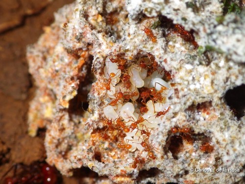 El antibiótico se identificó a partir de una bacteria asociada a las hormigas del género Apterostigma, que cultivan hongos para su alimentación (foto Carlos de la Rosa).