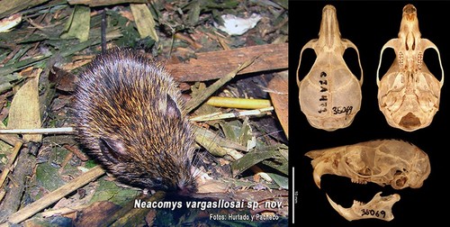 Esta nueva especie habita en las yungas del sur de Perú y norte de Bolivia/UNMSM