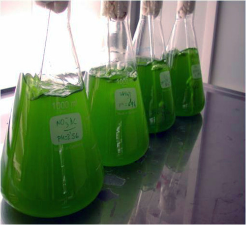 Cultivo de microalgas en laboratorio. Foto: F. Descubre.