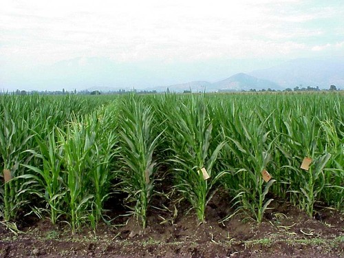 Un campo de maíz.