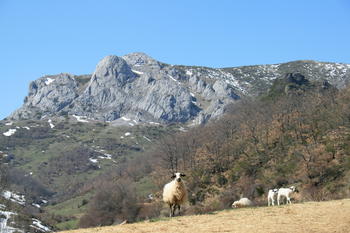Ganado ovino en un área poblada por alimoches en la Cordillera Cantábrica.