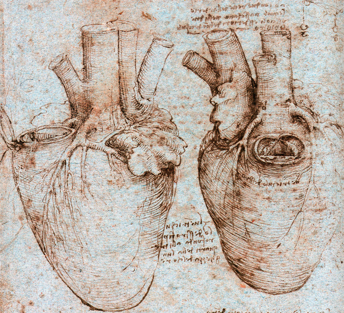 Leonardo da Vinci estudiÃ³ anatomÃ­a cuando era joven. Sus dibujos sentaron las bases de las mÃ¡s completas ilustraciones cientÃ­ficas del cuerpo humano. FOTO: AGENCIA CYTA.