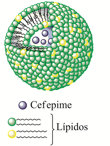 Nanoesfera con antibiótico. Figura: F. Descubre.