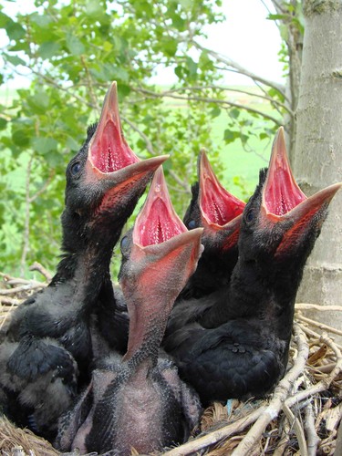Corneja negra (Corvus corone)