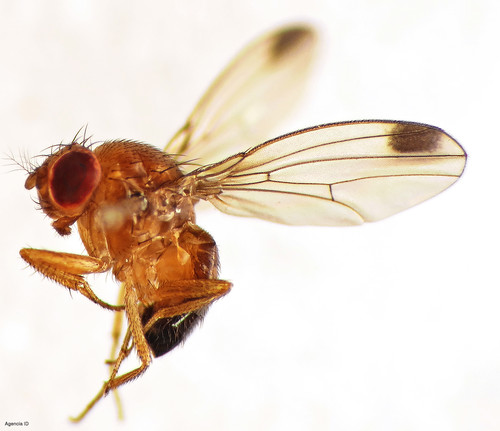 Drosophila suzukii Matsumura.