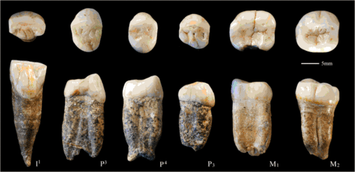 Dientes de 'Homo erectus' hallados en el yacimiento chino de Zhoukoudian/CENIEH